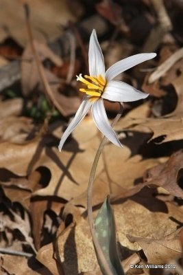 White Trout Lily, Erythronium albidum,, Cookson WMA, Cherokee Co, OK, 3-5-12, Ja_8375.jpg