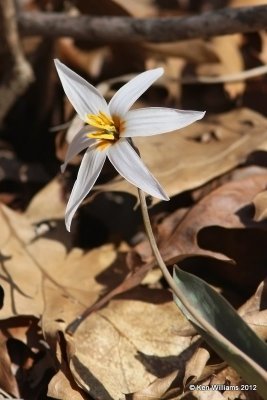 White Trout Lily, Erythronium albidum,, Cookson WMA, Cherokee Co, OK, 3-5-12, Ja_8378.jpg