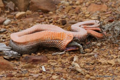 Eastern Hognose Snake - regurgitating Toad, Pushmataha WMA, OK, 3-13-12, Ja_8955.jpg