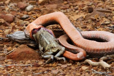 Eastern Hognose Snake - regurgitating Toad, Pushmataha WMA, OK, 3-13-12, Ja_8957.jpg