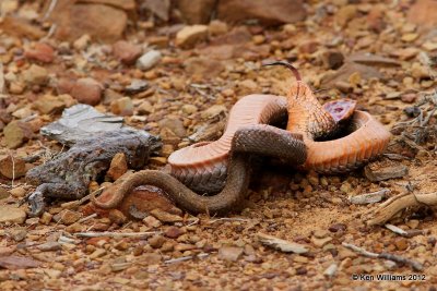 Eastern Hognose Snake - playing dead, Pushmataha WMA, OK, 3-13-12, Ja_8958.jpg