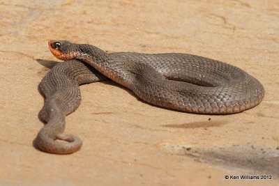 Eastern Hognose Snake, Pushmataha WMA, OK, 3-13-12, Ja_9021.jpg