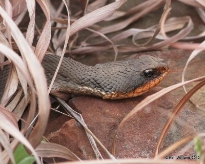 Eastern Hognose Snake, Pushmataha WMA, OK, 3-13-12, Ja_9040.jpg