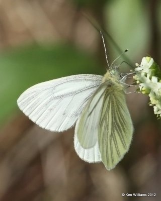 Mustard White