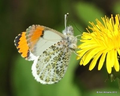 Sara Orangetip, Glacier NP, MT, 6-15-10, Ja 0870.jpg