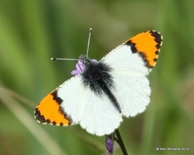 Sara Orangetip, Glacier NP, MT,6-15-10, Ja 0831.jpg
