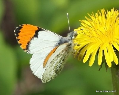 Sara Orangetip, Glacier NP,MT, 6-15-10, Ja 0865.jpg