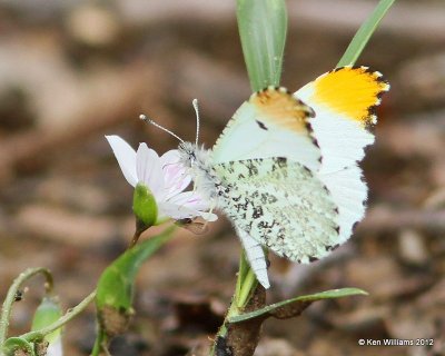 Falcate Orangetip, Turkey Mt, Tulsa Co, OK, 3-23-12, Ja_9525.jpg
