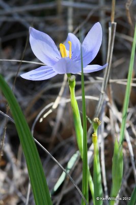 Celestial Lily - Nemastylis geminiflora, Chickasaw National Recreation Area, 4-1-12, Ja_9999_50.jpg