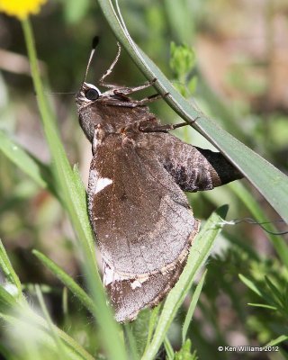 Giant Skipper