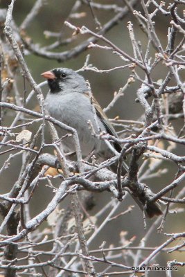 :Black-chinned Sparrow: