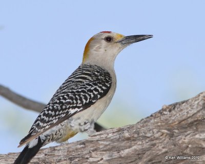 Golden-fronted Woodpecker male, Big Bend NP, TX, 4-17-12, Ja_6160.jpg