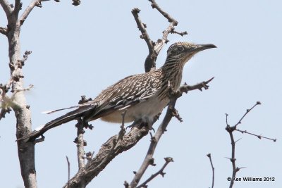 Greater Roadrunner, Big Bend NP, TX, 4-17-12, Ja_6110.jpg
