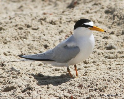 Least Tern, Boco Chica beach, TX, 4-26-12, Ja_11071.jpg