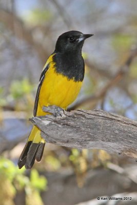 :Scott's Oriole: