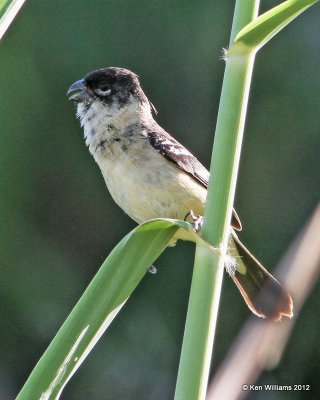 :Morelet's Seedeater::