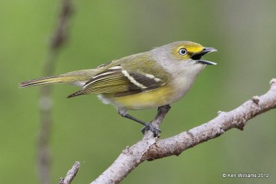 White-eyed Vireo