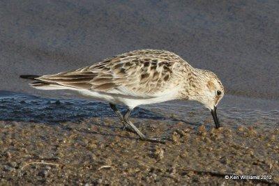 Salt Plains National Wildlife Refuge - May 2012