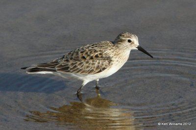 : Baird's Sandpiper :