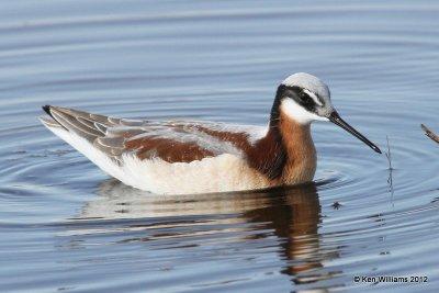 Wilson's Phalarope female, Salt Plains NWR, Alfalfa Co, OK, 5-8-12, Ja_0824.jpg
