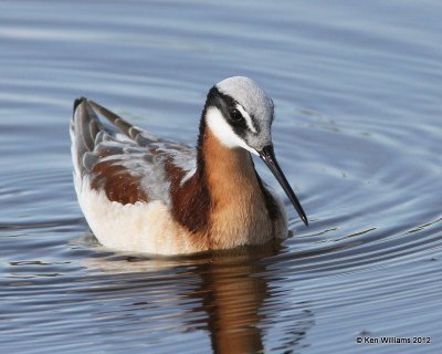 Wilson's Phalarope female, Salt Plains NWR, Alfalfa Co, OK, 5-8-12, Ja_0829.jpg