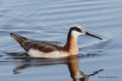 Wilson's Phalarope female, Salt Plains NWR, Alfalfa Co, OK, 5-8-12, Ja_0865.jpg