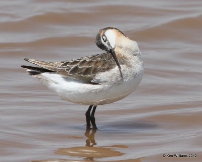 Wilson's Phalarope male, Salt Plains NWR, Alfalfa Co, OK, 5-24-12, Ja_4621.jpg