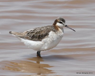 Wilson's Phalarope male, Salt Plains NWR, Alfalfa Co, OK, 5-24-12, Ja_4627.jpg