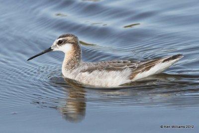 Wilson's Phalarope male, Salt Plains NWR, Alfalfa Co, OK, 5-8-12, Ja_0819.jpg