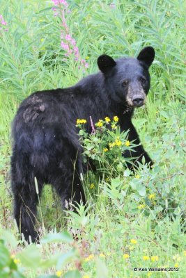 Black Bear, Stewart, BC, 7-31-12, Ja_20930.jpg
