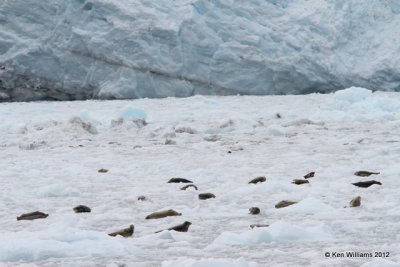 Harbor Seals & Sea Otters, Glacier Cruise, Whittier, AK, 6-9-12, Ja_15541.jpg