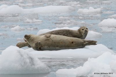 Harbor Seals, Glacier Cruise, Whittier, AK, 6-9-12, Ja_15550.jpg
