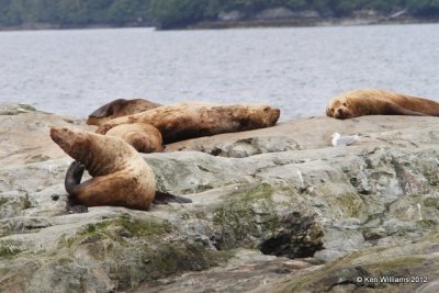California Sea Lion, Glacier Tour, Whittier, AK, 6-9-12, Ja_15455.jpg