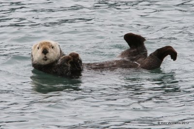 Otters
