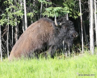 Woods Buffalo bull, W of Jasper, BC, 7-5-12, Ja_5803.jpg