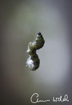 Caterpillar cocooning