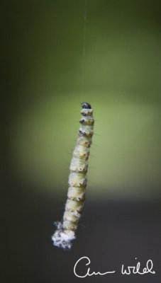 Caterpillare cocooning