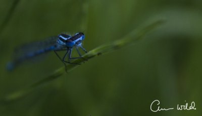 Emo Court Wildlife