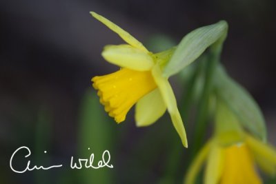 daffodil