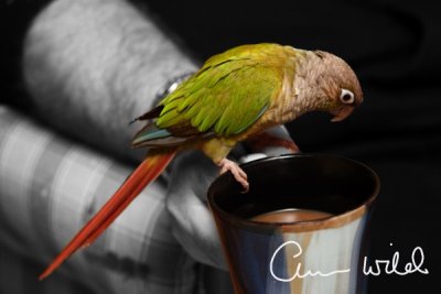 My pet Conure Diego