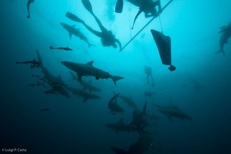 Sharks_06.jpg
