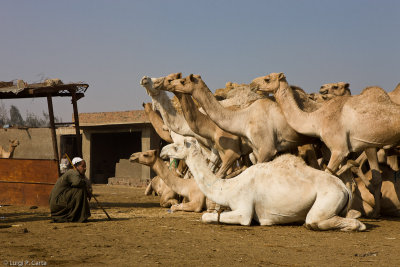 Camel Market - Suq el Gamal - Birqash, Egypt