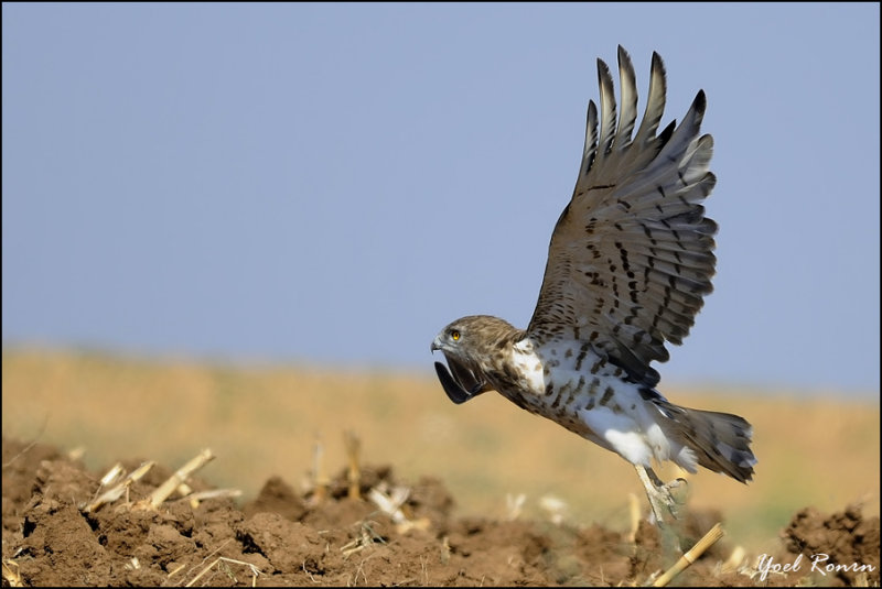 short-toed eagle