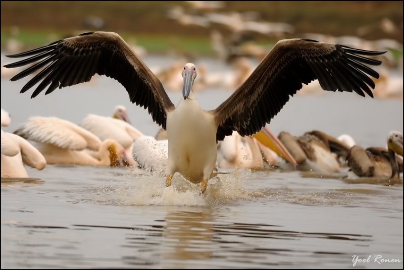 pelicans