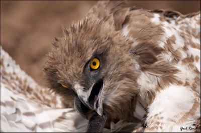 short-toed eagle