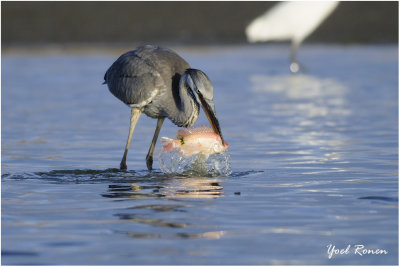 Grey Heron