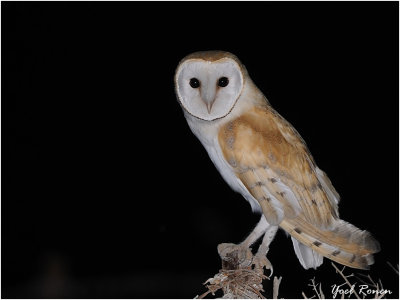 Barn Owl