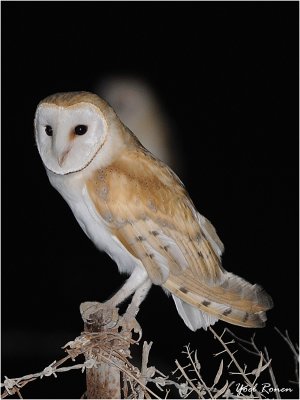 Barn Owl