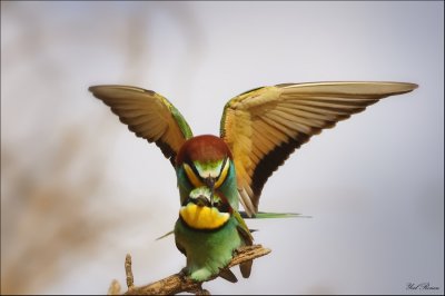 Bee-eater