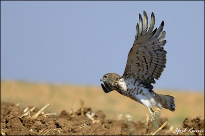 short-toed eagle